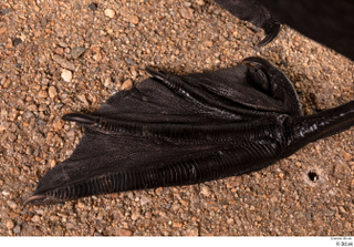  Double-crested cormorant Phalacrocorax auritus foot 0003.jpg